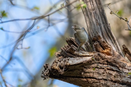Oiseau des bois-3
