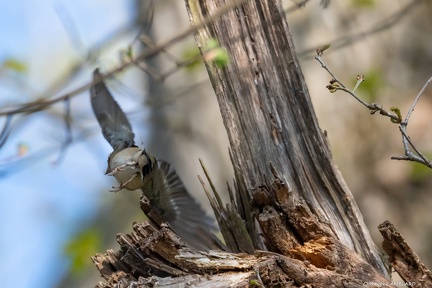 Oiseau des bois-2