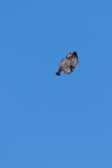 buse variable en piqué