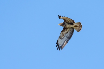 Buse variable