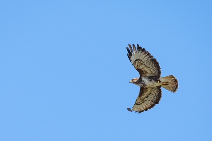 Buse variable