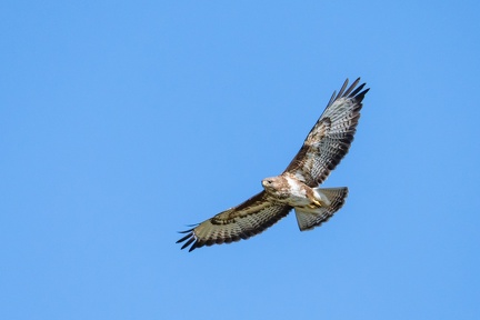 buse variable