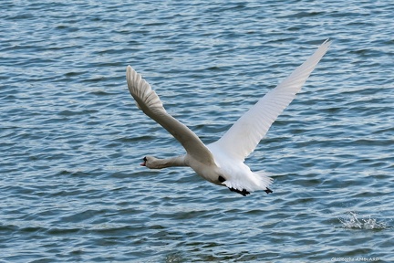 envol de cygne sur la Saône