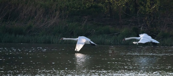 envol de cygne sur la Saône