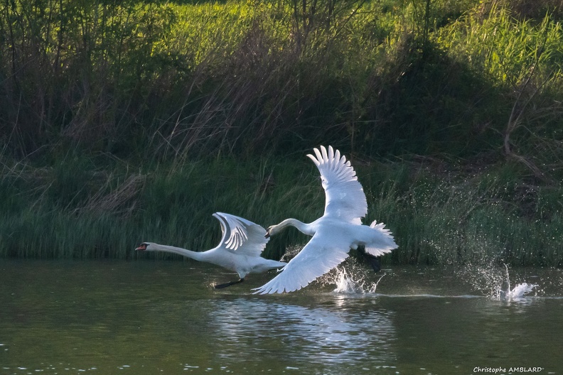 Envol de cygnes.JPG