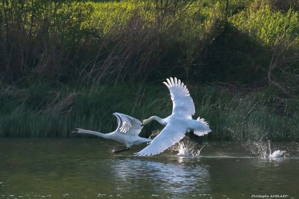 Envol de cygnes sur la Saône