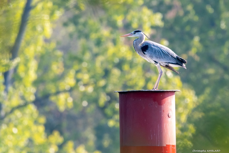 Heron en vol.JPG