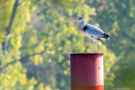 Heron en vol