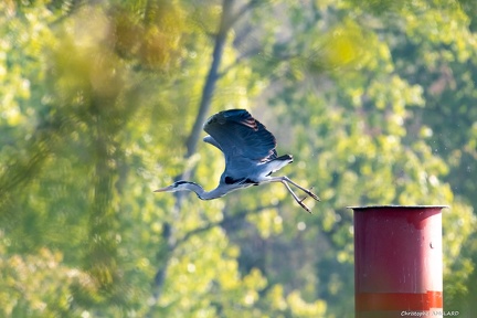 Heron en vol-3