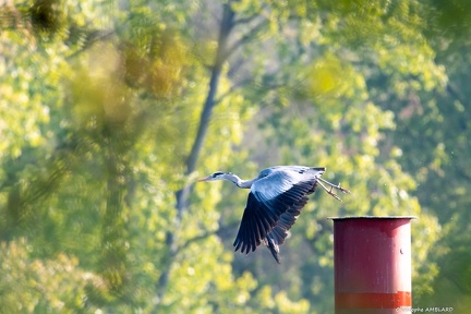Heron en vol-2