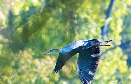 Heron en vol-5