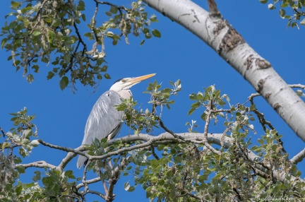 Heron
