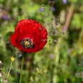 coquelicot 1.JPG