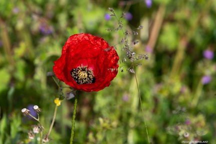 Coquelicot