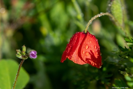 Coquelicot après la pluie