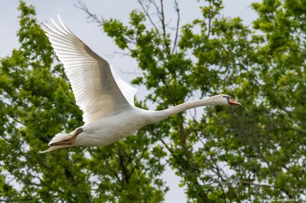 Cygne en vol, étang Birieu (1)