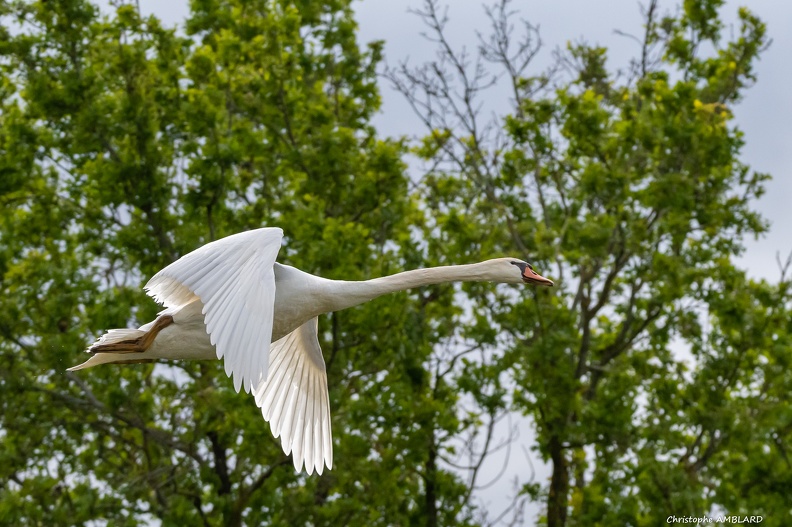 Cygne en vol, étang Birieu (2).JPG