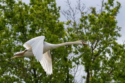 Cygne en vol, étang Birieu (2)