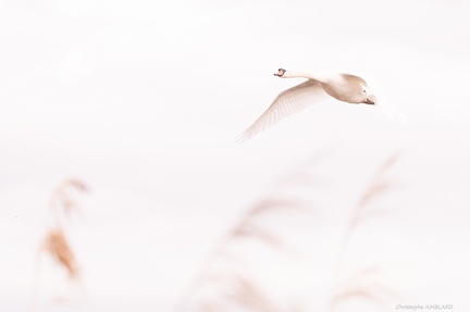 Cygne 