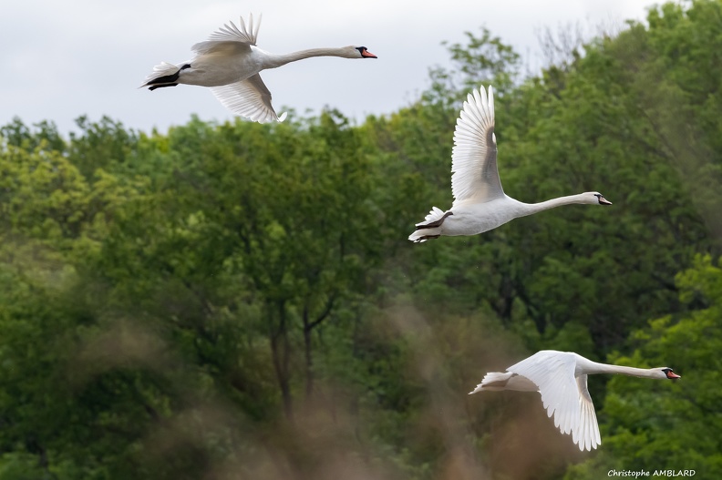 Envol de cygnes, Birieu.JPG