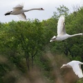 Envol de cygnes, Birieu.JPG