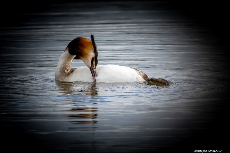 Aigrette, étang, Birieu.2.JPG