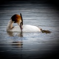 Aigrette, étang, Birieu.2.JPG