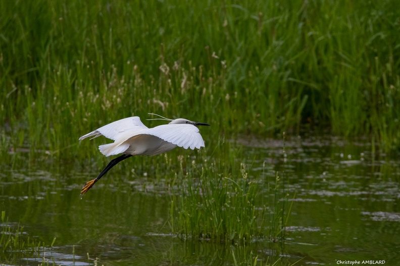 Aigrette, étang Birieu.JPG