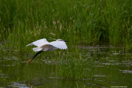 Aigrette, étang Birieu