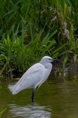 Aigrette