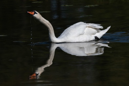 Cygne sur la Saone