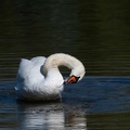 Cygne concours-2.JPG