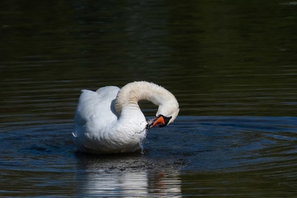 Cygne sur la Saone