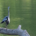 Heron-2.JPG