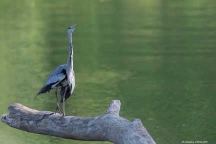 Heron en bord de Saône