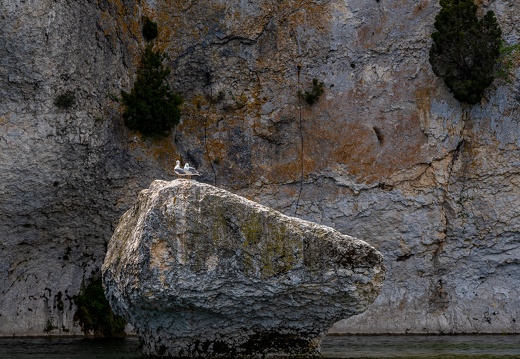 Mouettes sur rocher , Saint Martin d'Ardèche