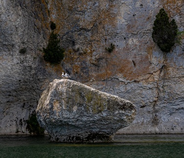Mouettes sur rocher , Saint Martin d'Ardèche
