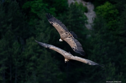 duo de vautours
