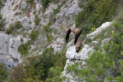 Vautours falaise (3)