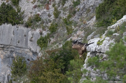 Envol de la falaise