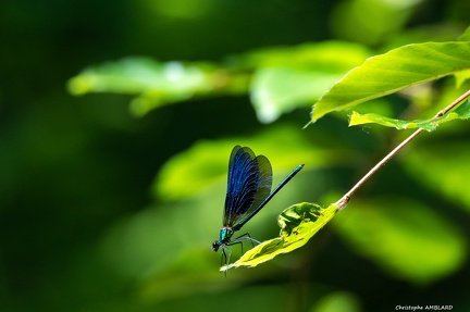 Libellule (4)
