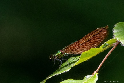 Libellule dans la forêt de Brocéliande