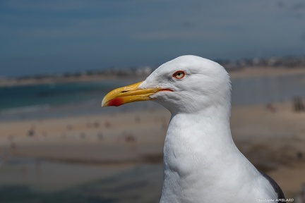 Goeland leucophée (1)
