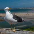 Goeland leucophée (3).JPG