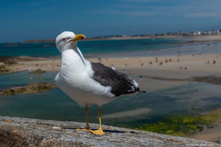 Goeland leucophée (3)