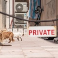 Chat Dubrovnik (1).jpg