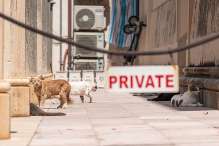 Chat Dubrovnik (1)