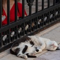 Chat Dubrovnik (2).jpg