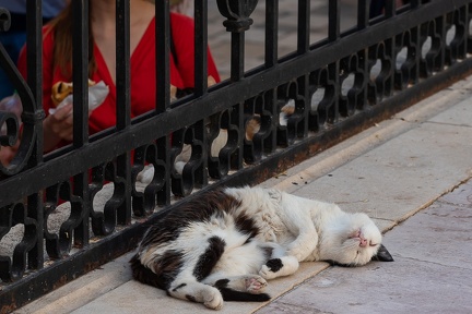 Chat Dubrovnik (2)