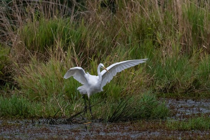 Aigrette